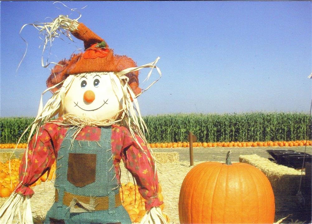 Pumpkin Patch Main St Stockton Ca